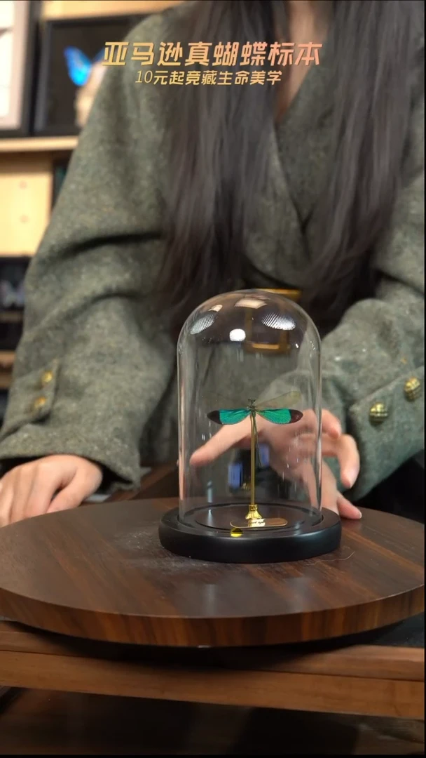 华艳色蟌小号玻璃罩