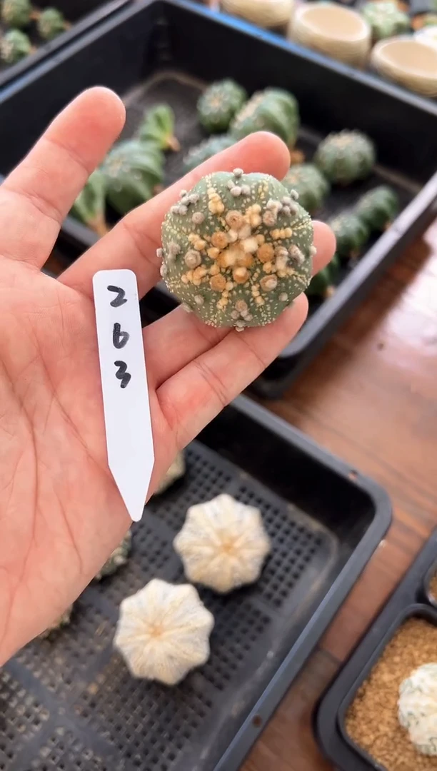 花园兜不含盆土实生编码263
