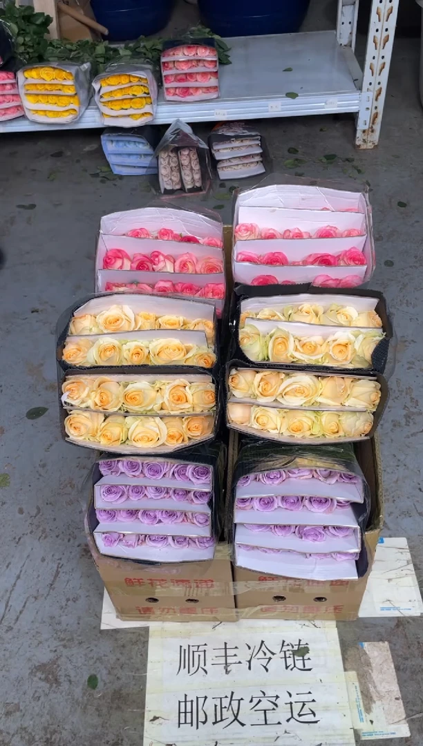 艾沙20枝+香槟20枝+海洋之歌20枝