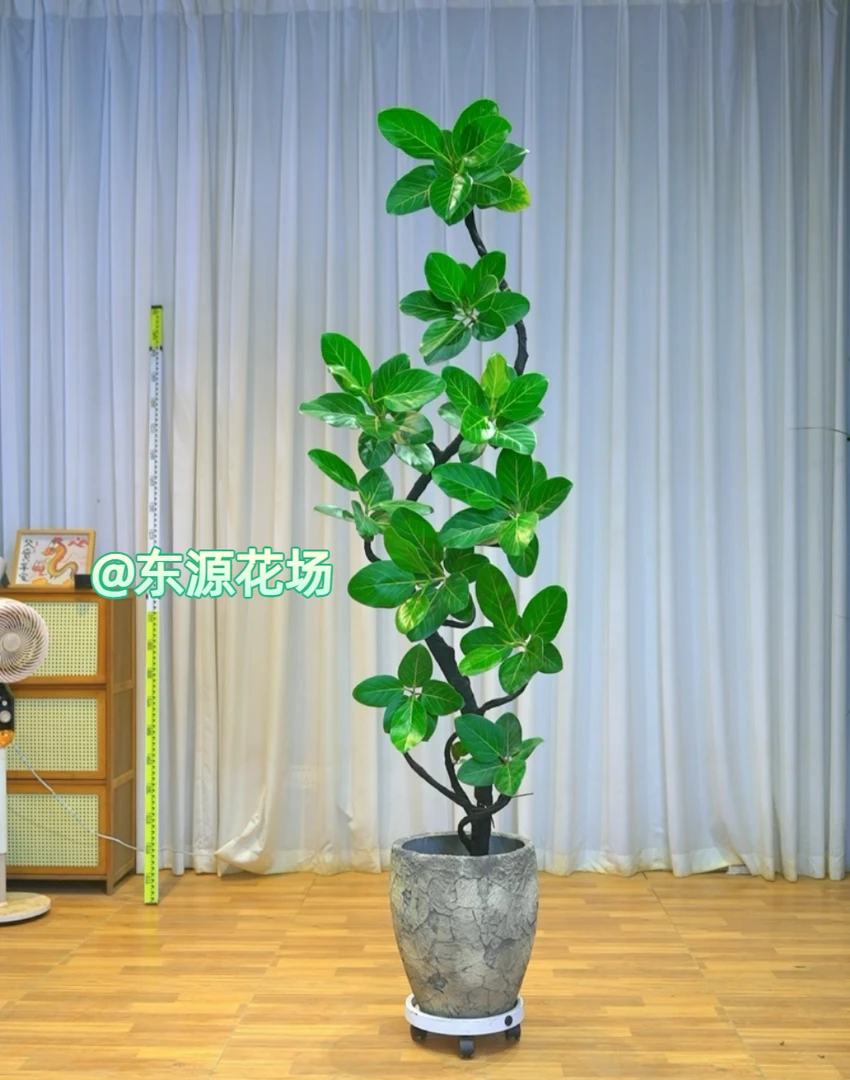 老桩孟加拉榕高山榕绿植大型室内客厅好养北欧ins风家居落地植物1