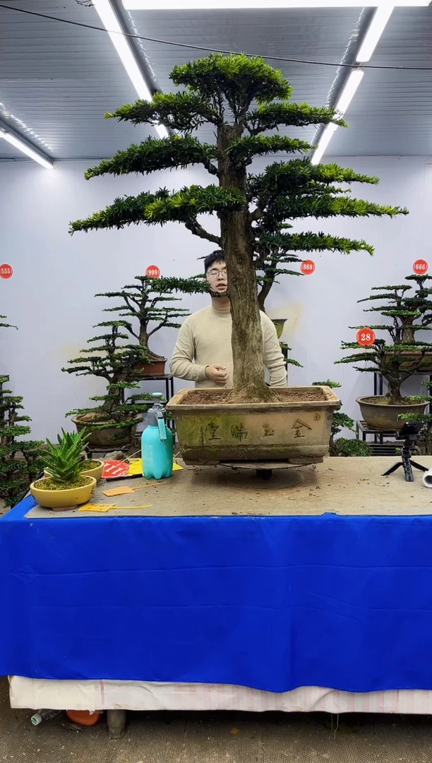 以实际为准一物一拍，所见即所得