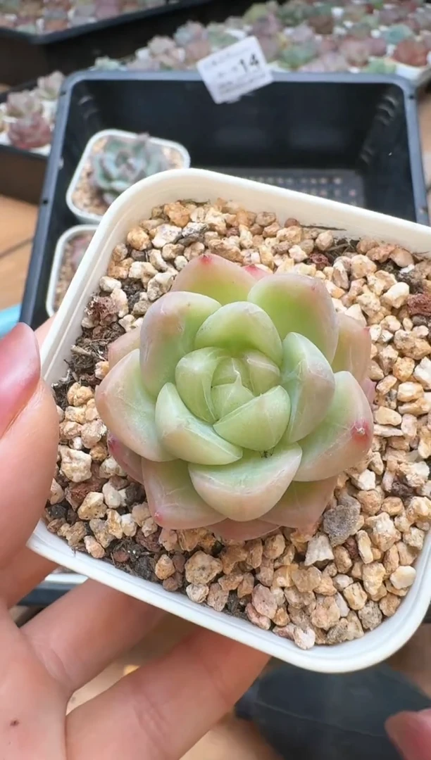 筐14珍妮杂交多肉 花卉植物011