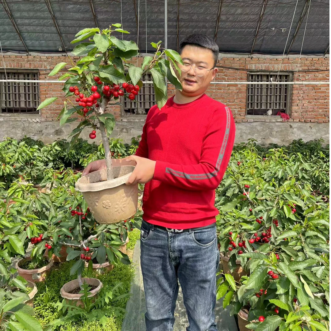 X黑珍珠樱花园植物盆栽