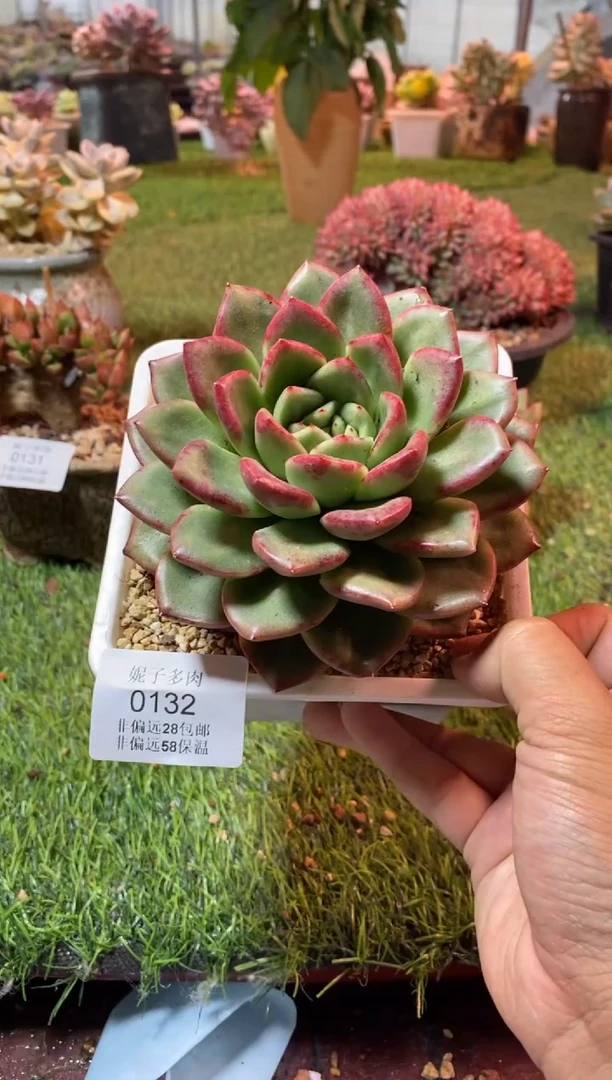 0132（满28包邮发货）
