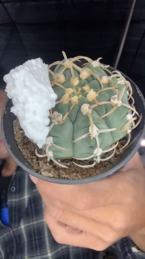 实生三本刺15.99配货看图