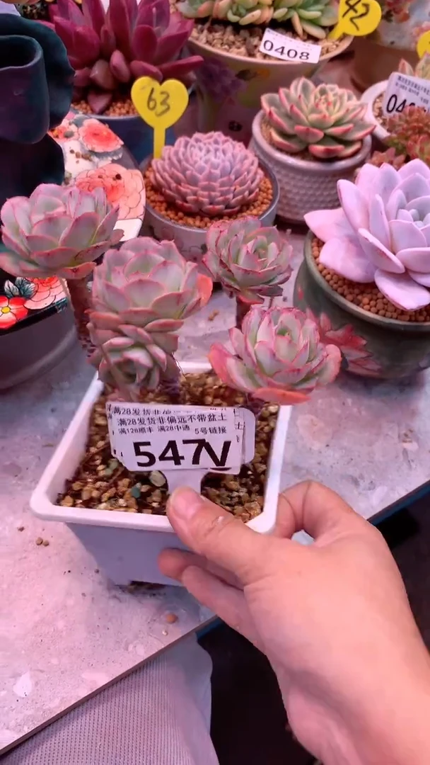 547V(一物一拍实付满28发货，默认不带盆土）