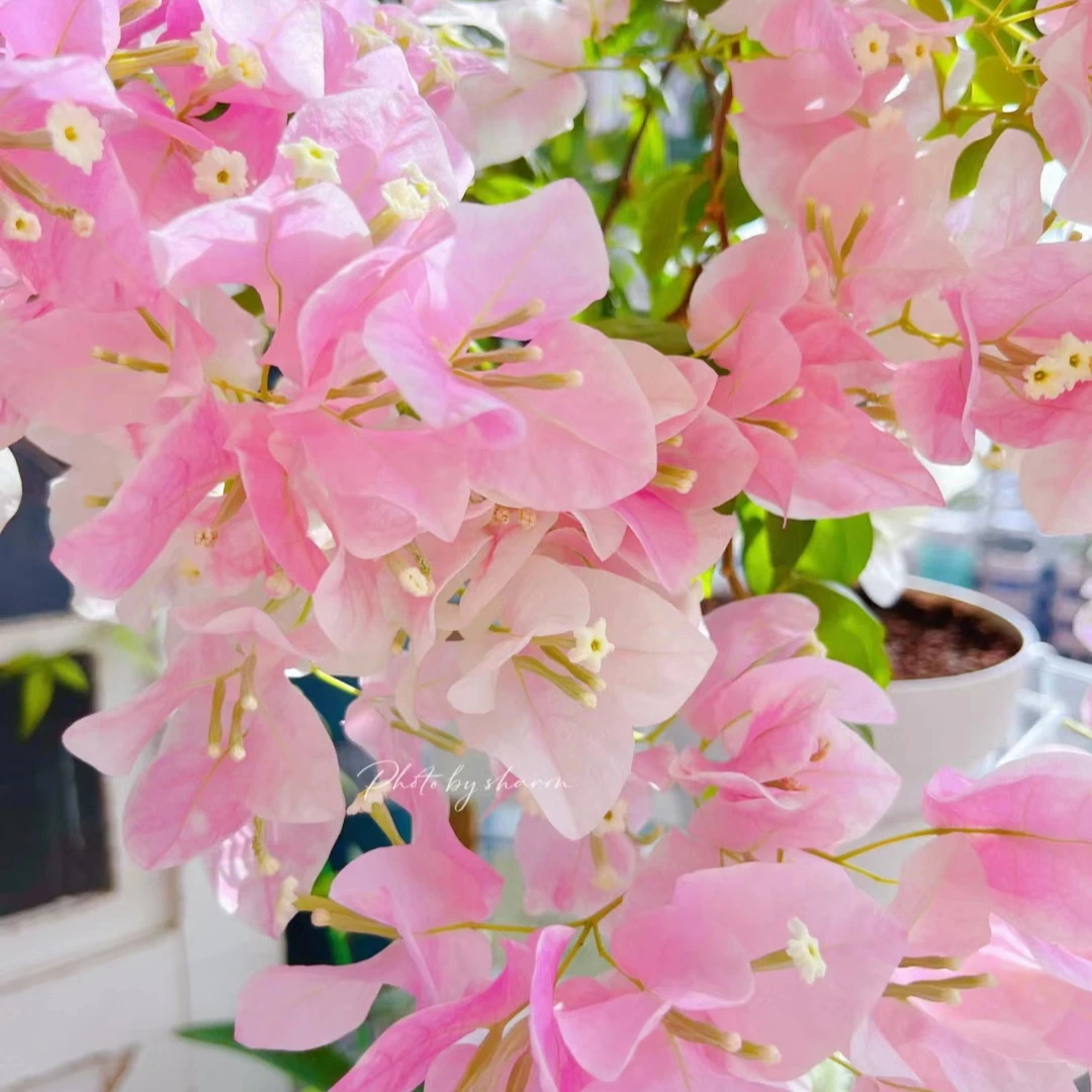 【广红樱】粉粉公主风三角梅四季勤花爬藤绿植【无售后】