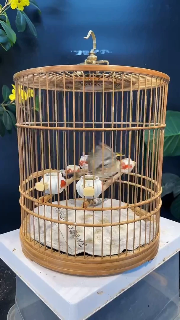 虎皮鹦鹉21号 虎头凤 养笼0元起拍