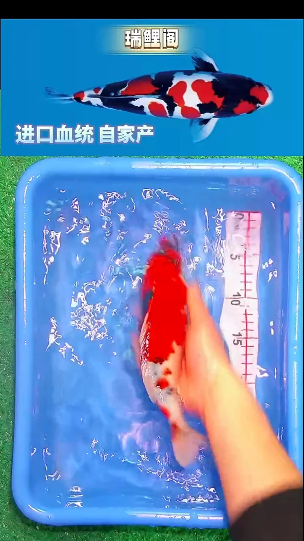 锦鲤瑞鲤阁精选--20