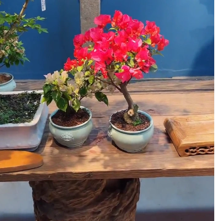 三角梅精品盆景一物一拍（专属0）