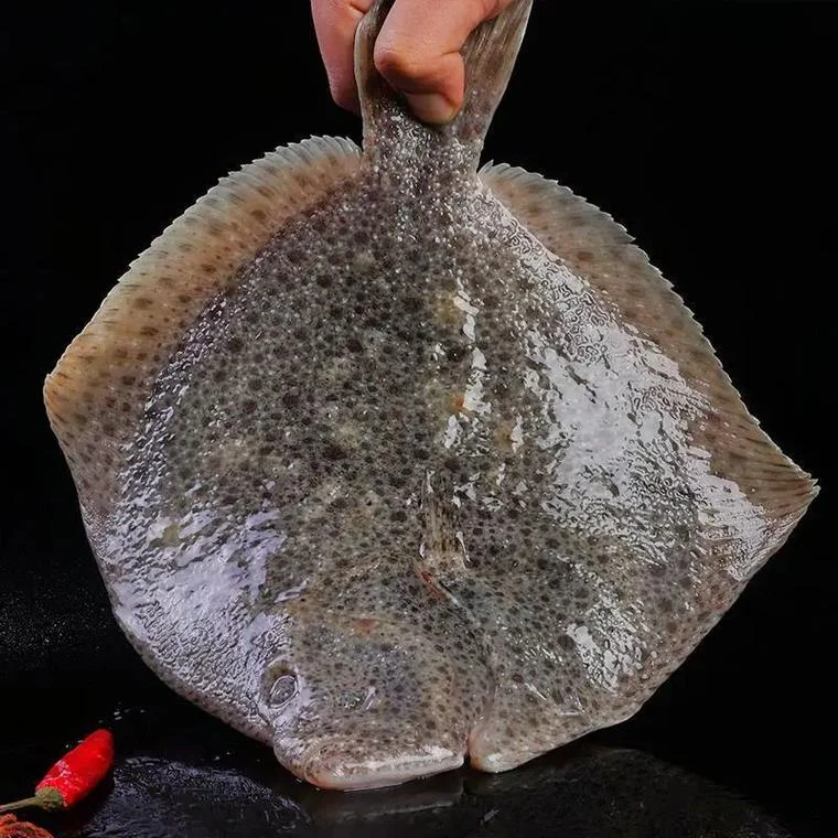 鲜活美味 多宝鱼/斤