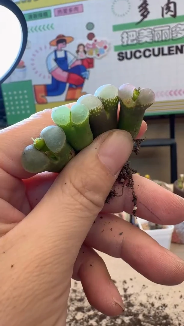 多肉植物肉锥脱土发12-467