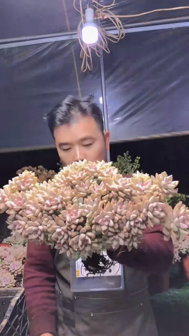 219淡雪缀化一物一拍