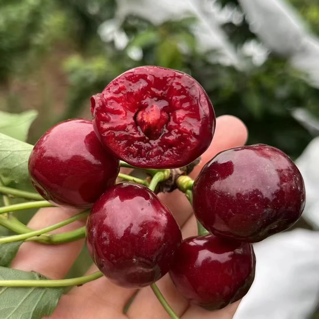 四川汶川甜樱桃车厘子大樱桃新鲜香甜非汉源车厘子冰壶黑珍珠