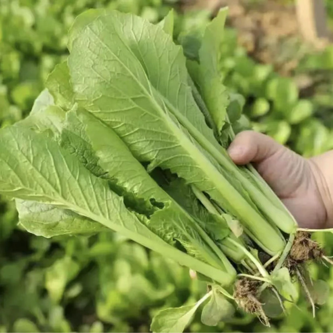 地产小白菜600±20g/份（200g*3份）
