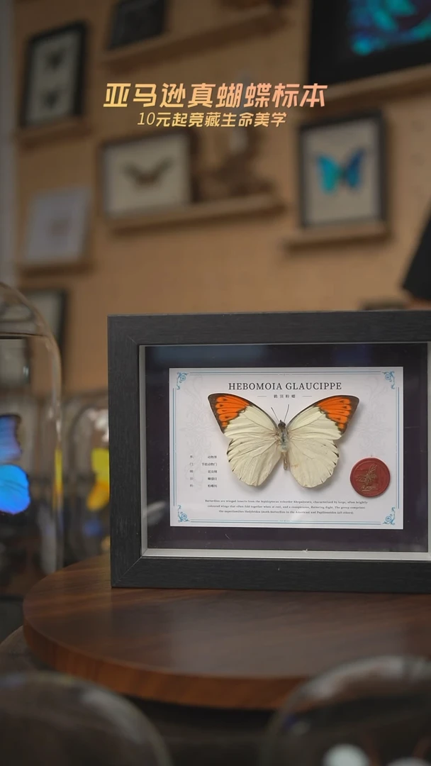 有机玻璃鹤顶粉蝶