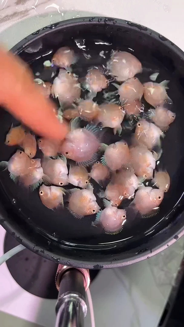 鹦鹉鱼452424242424242