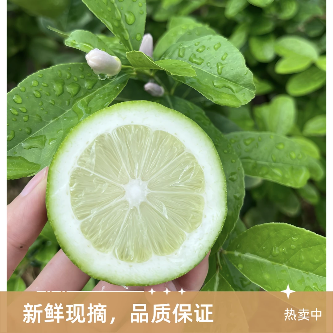 正宗无籽广东香水柠檬一级鲜果批发产地直发香水青柠檬奶茶店专用
