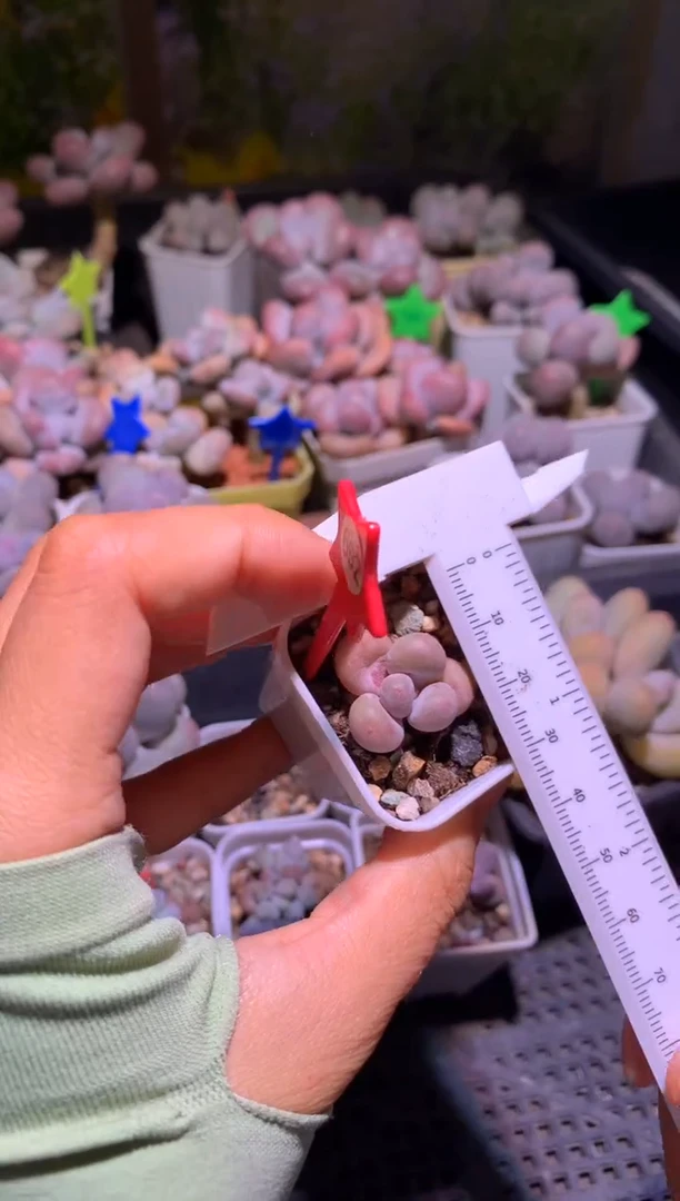 大叶蛋黄奶酪多肉砍头