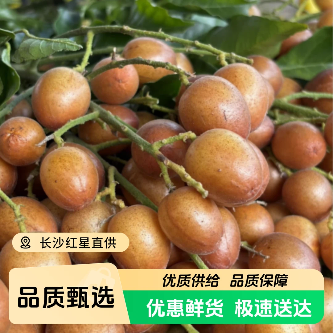 【红星天天甄选】现摘广西香蜜黑金刚黄皮果新鲜当季【顺丰次日达】