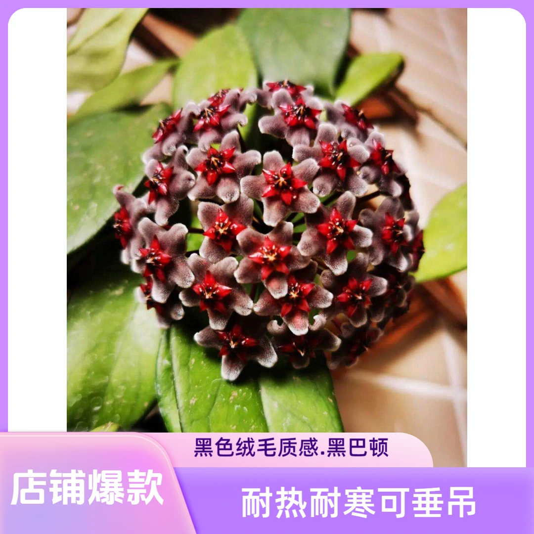 【黑巴顿球兰】黑色绒毛质感花球阳台办公室垂吊爬藤