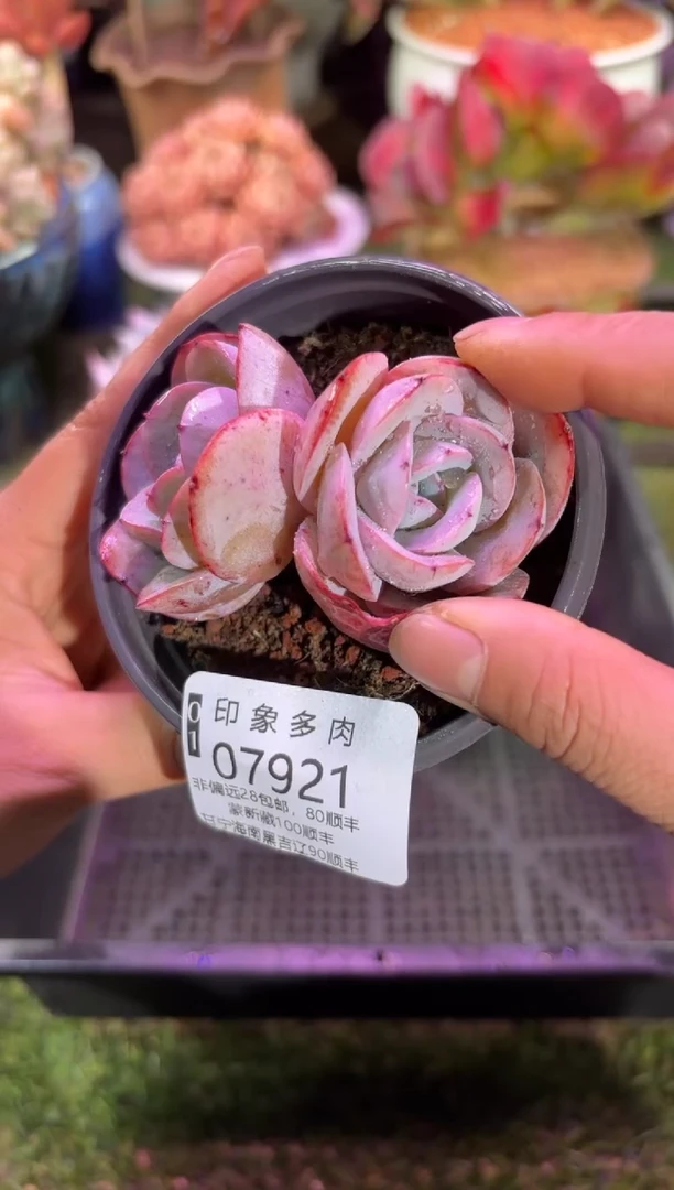 【闪购商品】07921