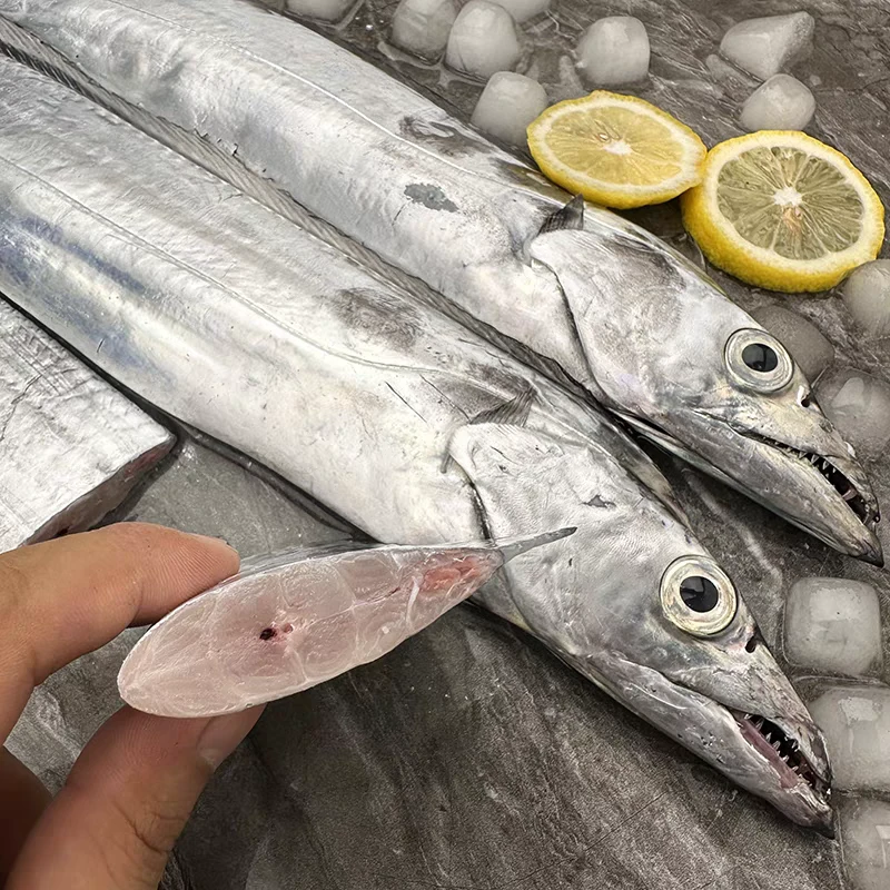东海新鲜1号钓带 【不含冰净重1500g 拍八送一条到手9-10条左右】