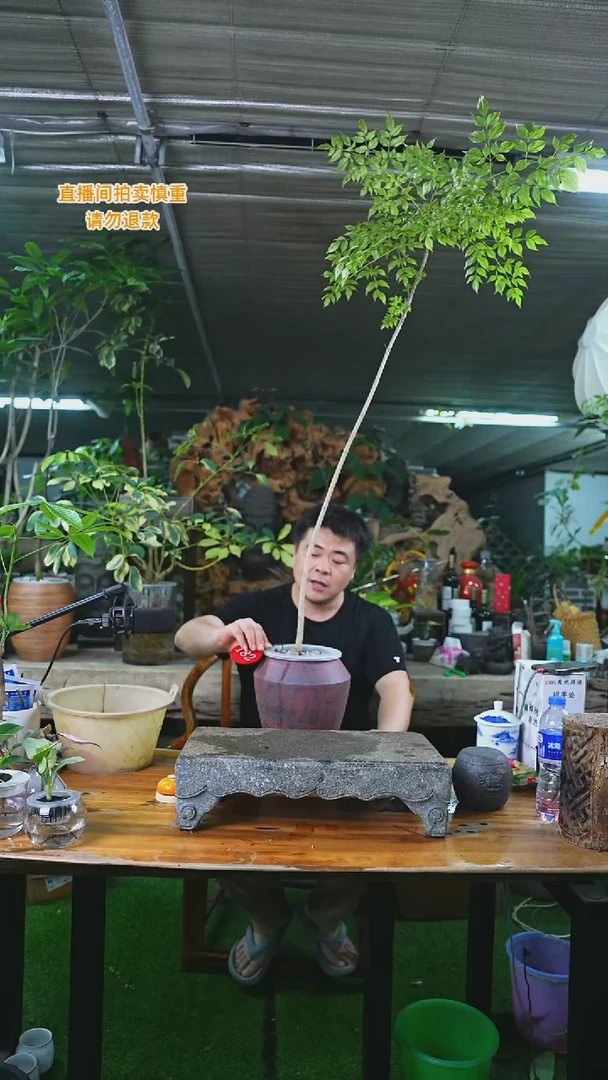 当前无花栽培后可以开花原生幸福树瓷器瓶（瓶子不指定）182T