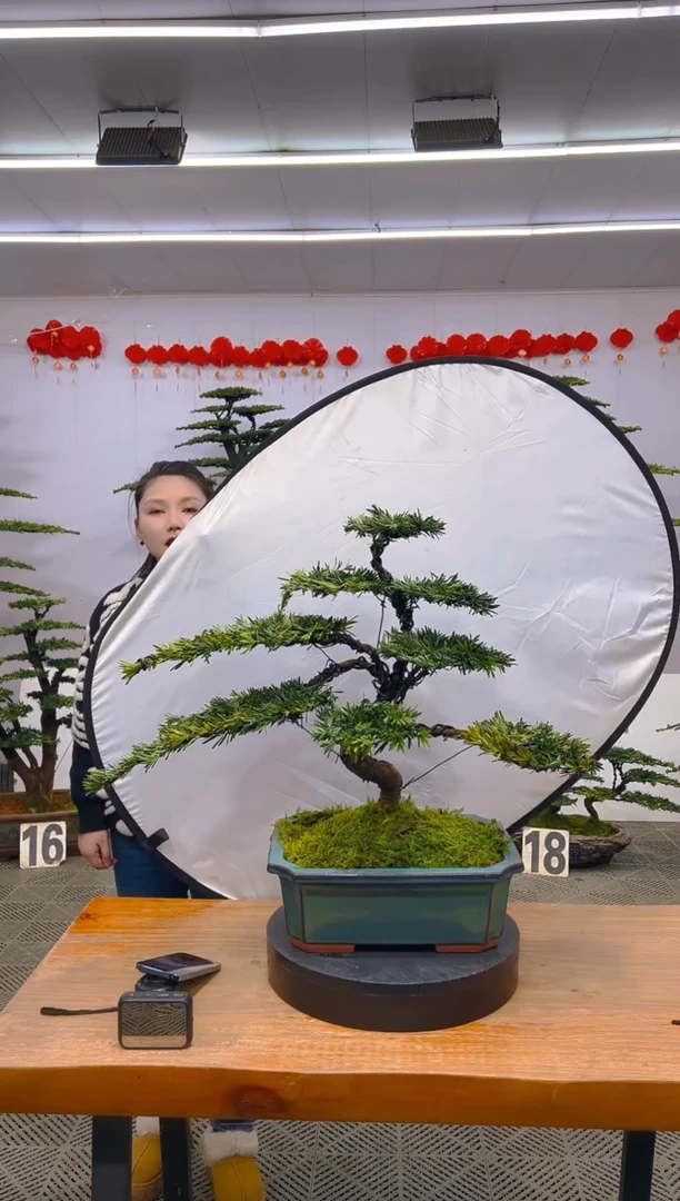 【闪购商品】盆景1