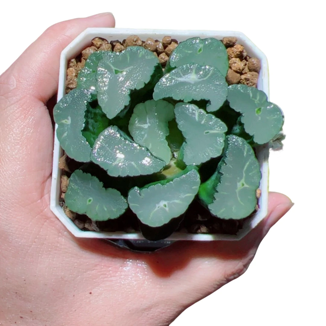 凤凰万象【满18包邮】