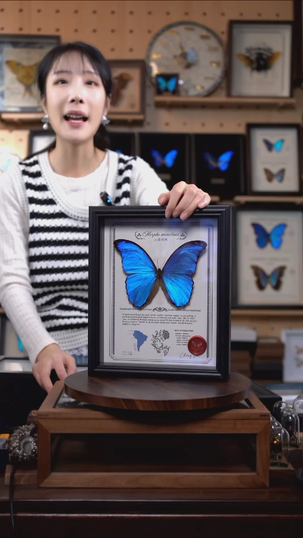 大蓝闪蝶豪华版10寸欧式框（带证书）