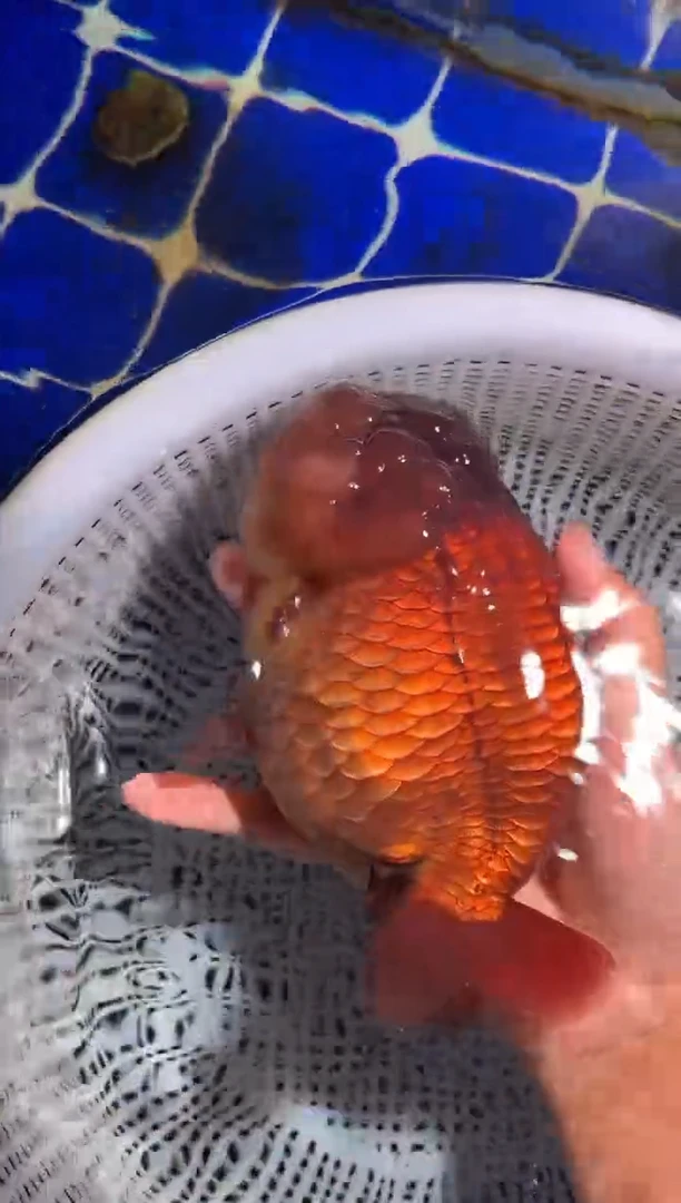 金鱼（运费自理，马印灯照射）福州追鱼兰寿金鱼