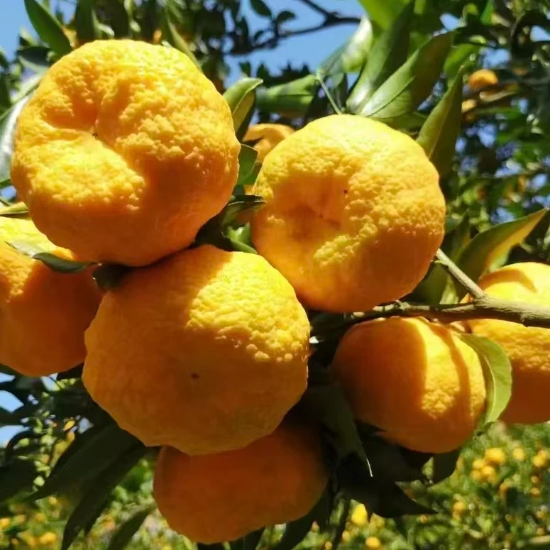 陕西汉阴县漩涡镇狮头柑农家果园现摘现发