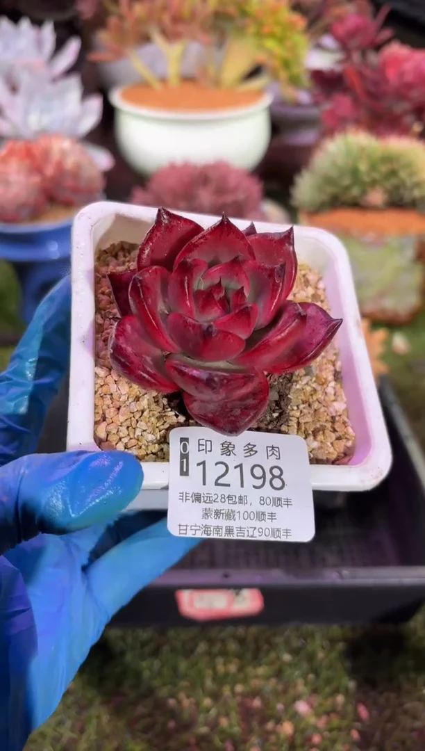 【闪购商品】12198