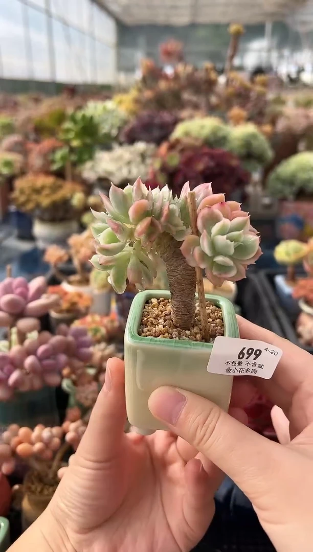 699          不带盆