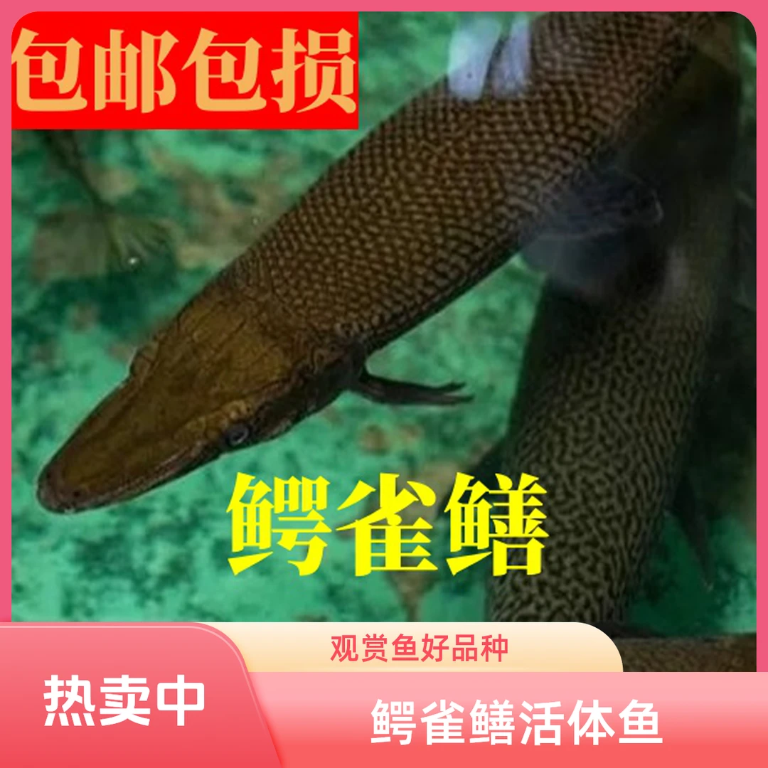 活体好饲养猛鱼一号热带观赏鱼福鳄超萌好物