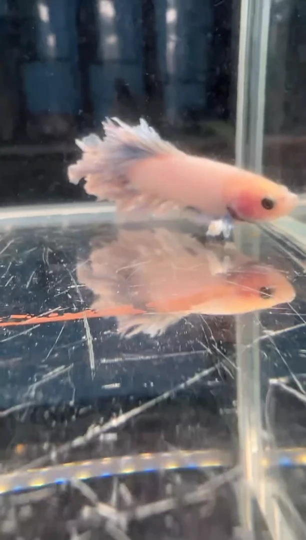 斗鱼绣球大耳朵斗鱼