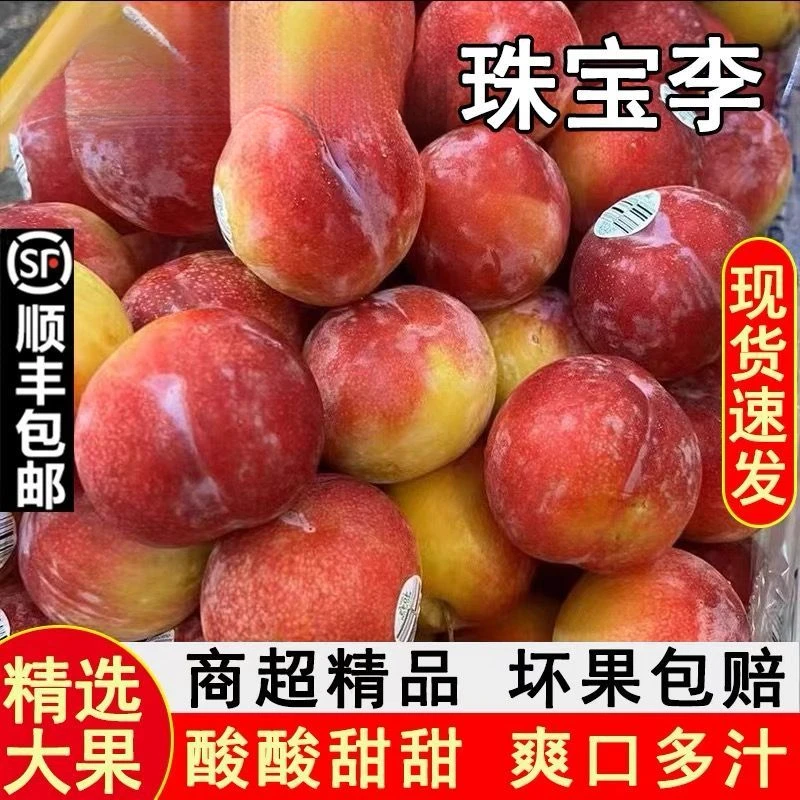 顺丰包邮珠宝李李子新鲜水果好吃酸脆多汁不腻粉红应当季孕妇