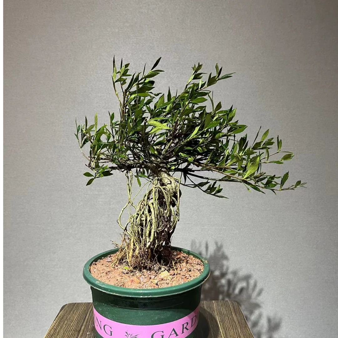 小叶雀舌栀子花老桩盆景开花清香海岛栀子花