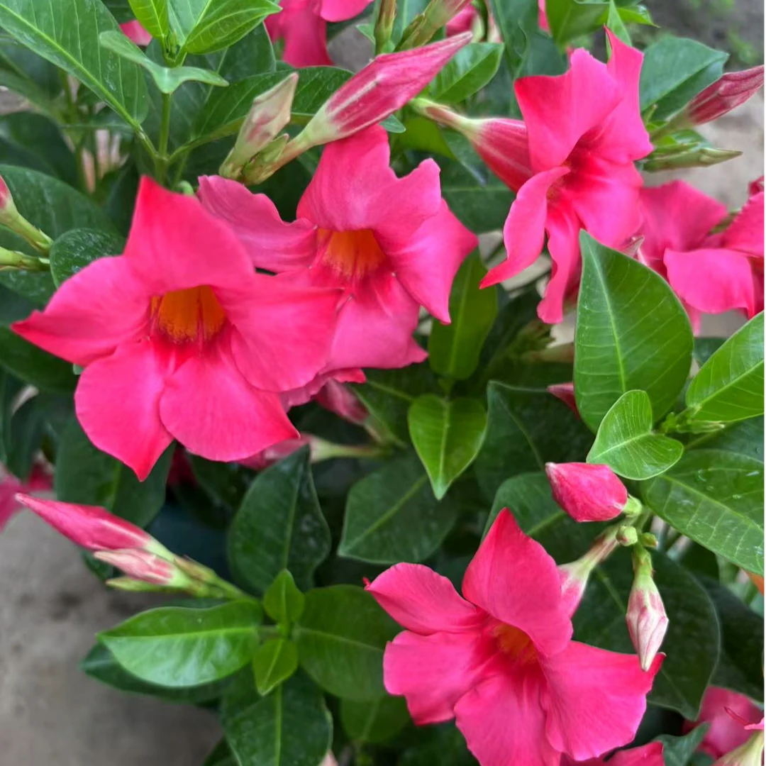 珊瑚粉 飘香藤 新品灌木垂吊 盆栽花苗 多季节开花耐热