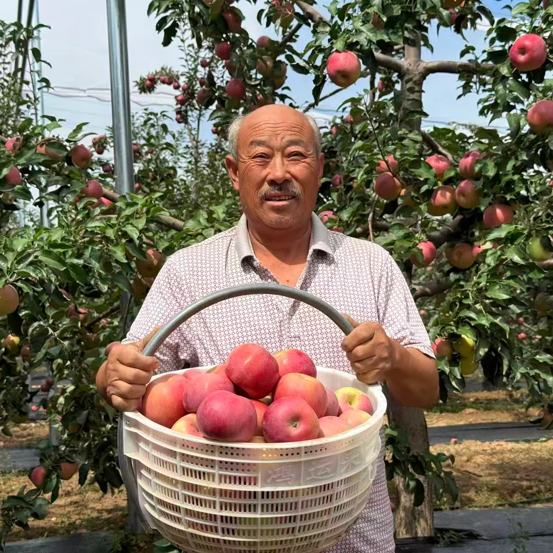 陕北山地早熟富士75果 现摘先发 顺丰包邮