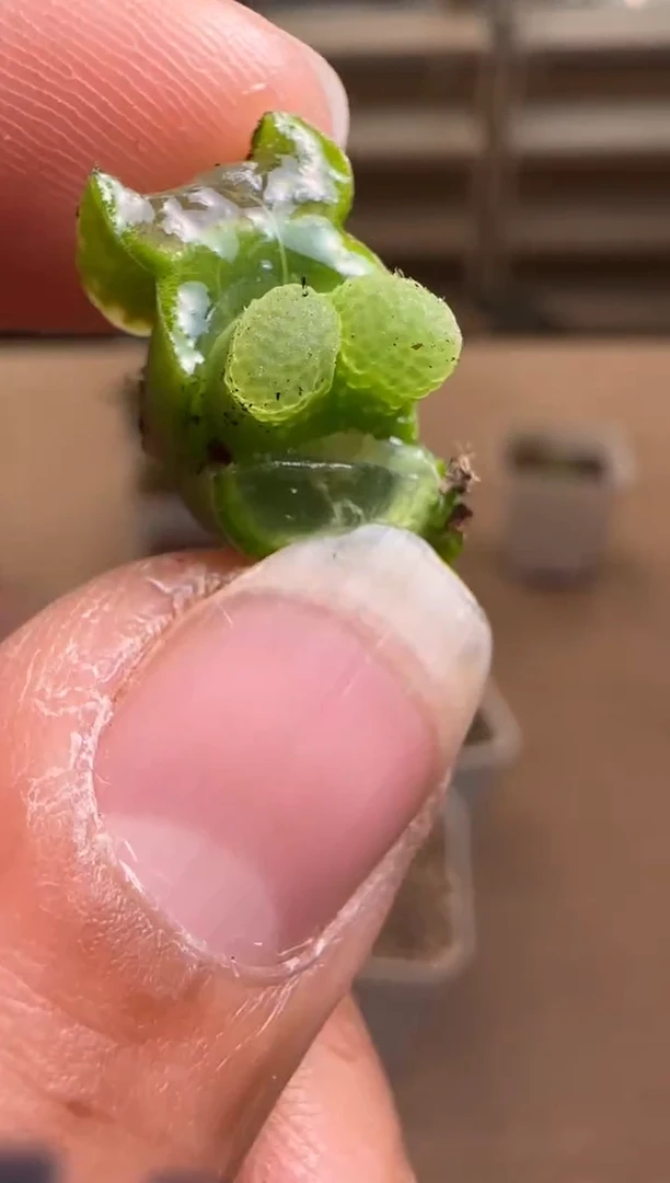 【闪购商品】14-169