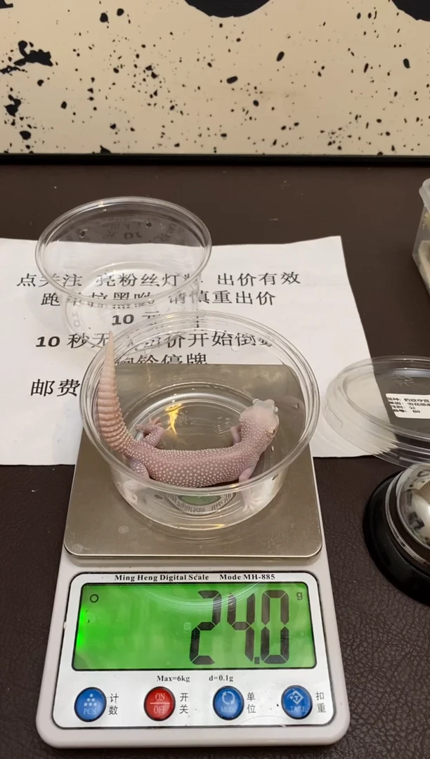 豹纹守宫Scale Tail 爬宠B8