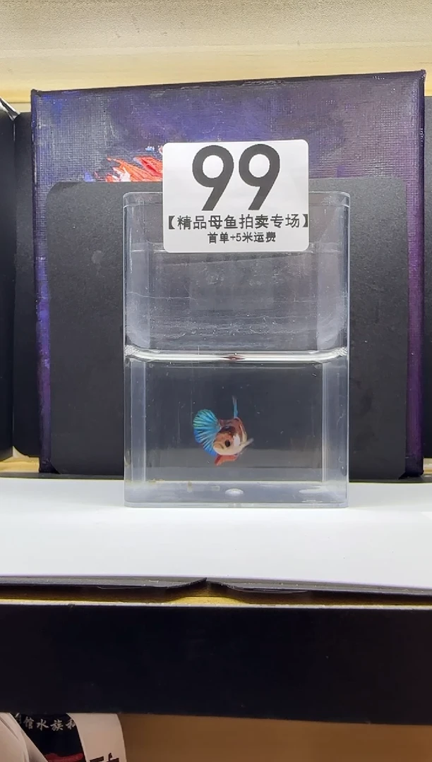 斗鱼母鱼编号：99