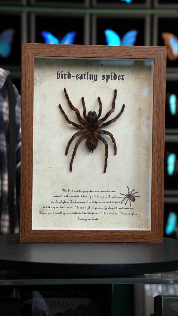 巨型蜘蛛标本A4复古框