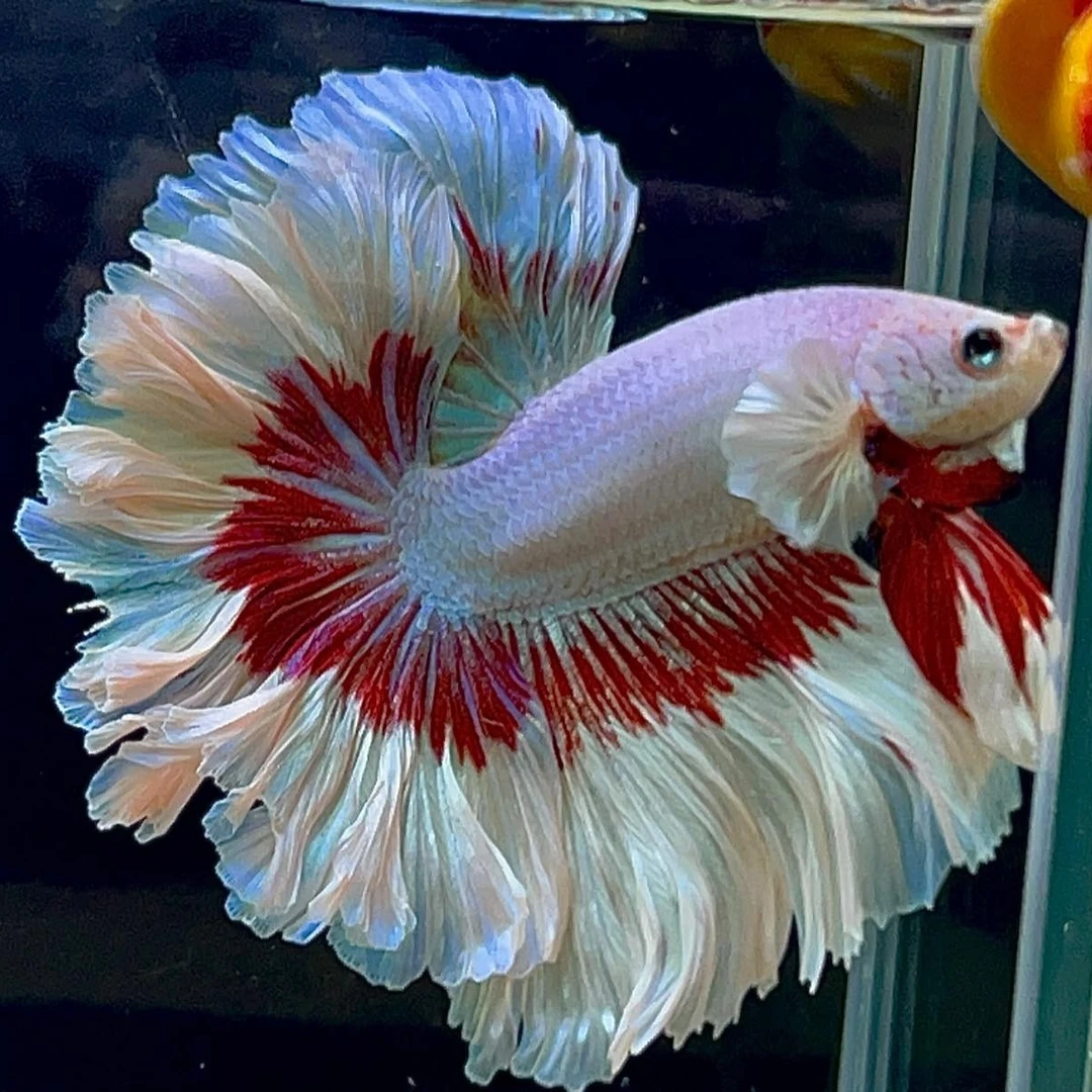 斑斓水族直播选号200-250号精品泰国斗鱼半月将军狮王活体观赏鱼