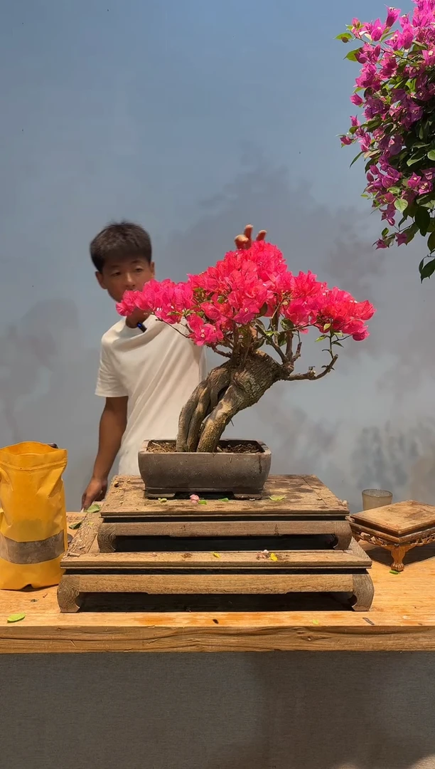 无花朵三角梅专场一物一拍70