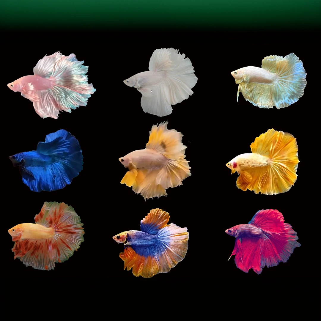 直播选鱼(241-264)泰国斗鱼小型热带观赏鱼