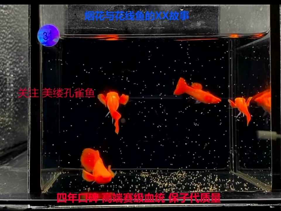 孔雀鱼鸿运当头双分水2对