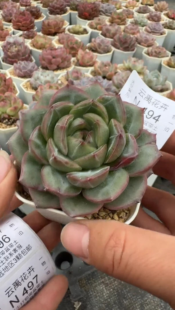 494N带盆土发(6.5cm杯） 当场拍3颗以上包柚 多肉植物 一物一拍